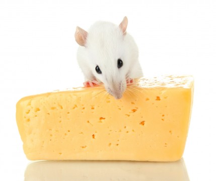 funny little rat with cheese, isolated on white