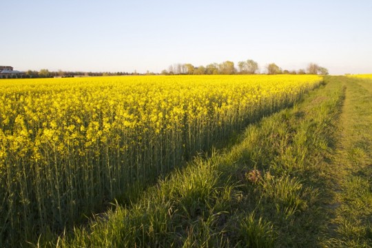 intensive-rape-farming-1024x683