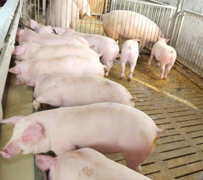 young pink pigs in the sty of the farm