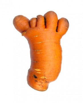 Unusual carrot in the form of a human hand or foot, isolated on a white background