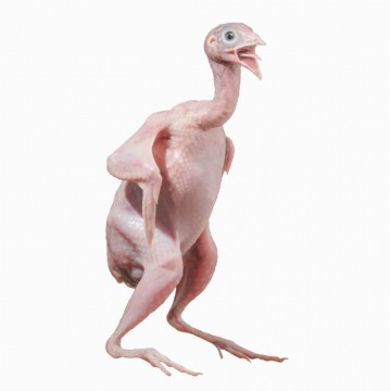 a crazy plucked quail isolated on a white background