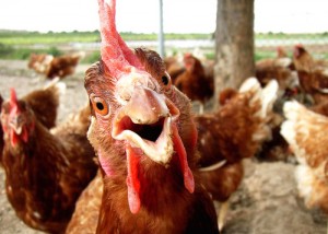 Chickens-should-have-their-say...-300x214