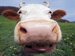 Funny-Cow-300x225