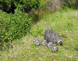 Wild-Haggis-Family