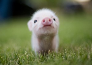 piglets-300x210